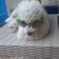 𝔸𝕝𝕖𝕪𝕃𝕆𝕄 (@kampimahg) Twitter profile photo