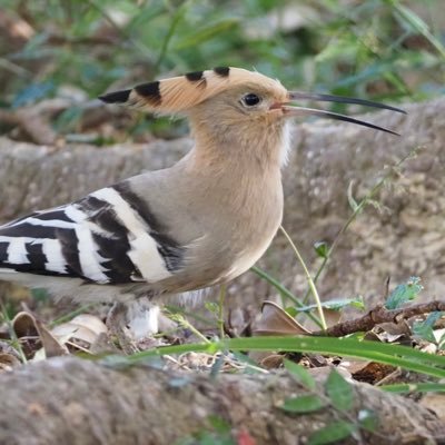 食べることが大好きで沖縄 名護でママチャリに乗ったり、ラッタッタに乗ったりしている おばちゃんです。沖縄に来て2年半経ちました。4月末に西宮に帰ります。沖縄の皆さま本当にお世話になりました。