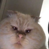 Im just a cat (@twiiterxvids) 's Twitter Profile Photo Im just a cat (@twiiterxvids) 's Twitter Profile Photo