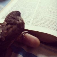 ChristUntoAll (@christuntoall) 's Twitter Profile