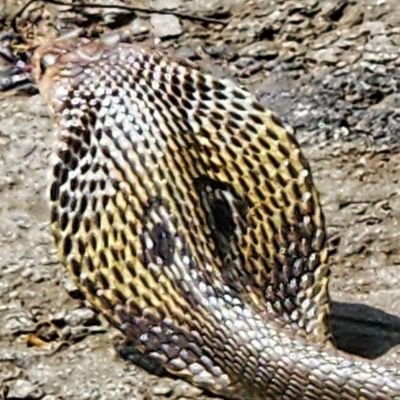 iitian's profile picture. Believes in indian values and traditions. Concept of all inclusiveness or SABHI.