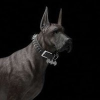 🐾Doggo🐾 (@knxttydoggo) 's Twitter Profile
