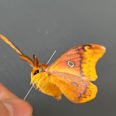 生き物全般、特に虫、鳥、魚が好きです
最近は蛾にハマってます