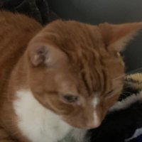 lore (@bagelboop) 's Twitter Profile
