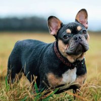 French Bulldog 🇺🇸 (@frenchiecircle) 's Twitter Profile