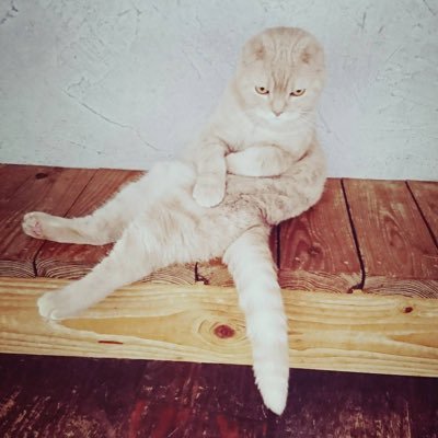 saku_13_mon39's profile picture. 中途失聴・人工内耳装用者→ 左2008.右2022/ 2019U.S.Aで進化と深みを増したISSAさんの歌声で音楽の楽しさを思い出し同じ宙の沼人になったISSA❤️極強火、U-YEAH🧡強めの箱推しDPC/ 2024CDTVポルノフェスきっかけに岡野昭仁さんの歌声にドハマリlove up! 1年生/