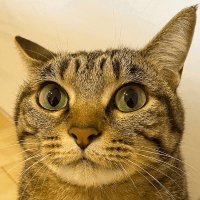 babymilo (@babymiloooooooo) 's Twitter Profile Photo