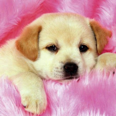 mobiledata44377's profile picture. 