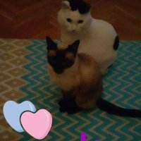 Yusuf Bjk 🖤🤍 🌞 (@k_bodrumlu) 's Twitter Profile Photo