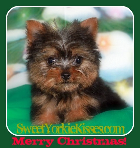 Top Quality Toy Dog Breeder, Yorkshire Terrier Specialist, Sweet Yorkie Kisses Like page