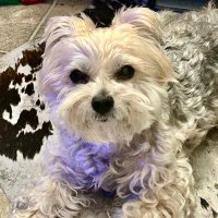 Kirbi-servicedog (@kirbiservicedog) 's Twitter Profile