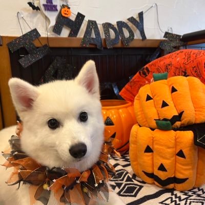 hankwang16's profile picture. #pentatonix. #one ok rock. #boxing