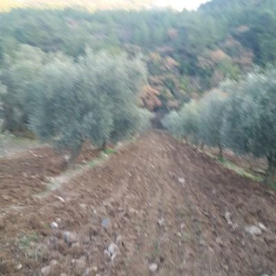 Mustafa49052276's profile picture. 