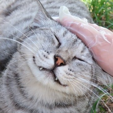 猫が好きで３匹家で買ってます。娘が二人
ポケカを娘と始めました☆彡