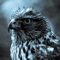 Hatti Mandal (@suranderk89) 's Twitter Profile