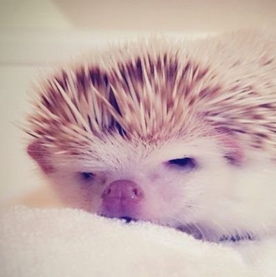 XbkVjbYEPi4fUBg's profile picture. 長野県在住Ⅰ高配当株と株主優待株をメインに株式投資Ⅰ楽天証券、SBI証券とマネックス証券を駆使Ⅰ信用取引で機会を窺う🤑ⅠNISAつみたて投資枠はeMAXIS Slim 全世界株式ⅠNISA成長投資枠はeMAXISインド株式インデックスⅠ日本株は個別銘柄で頑張りたい 願望( º﹃º ) Ⅰたまに旅行や日常生活も