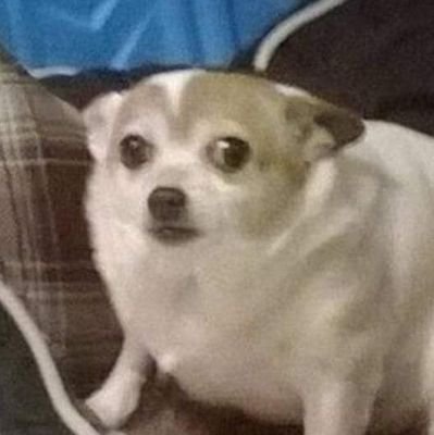 rndomsheeper's profile picture. I'm very random hehe. And yes, I'm 18⬆️