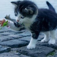tonny, rechts, Pvv,Tegen klaplopers Benga,simba. (@dreamlover1959) 's Twitter Profile Photo tonny, rechts, Pvv,Tegen klaplopers Benga,simba. (@dreamlover1959) 's Twitter Profile Photo