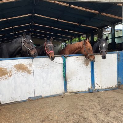 動物大好き厩務員!何気ない日々の日常(ほぼお馬さん)をポストします!気軽にフォローして下さいね〜 また私はいつもお世話になっている下野新聞様の公認Vtuber栃宮るりはさんを応援しています!!Xを始めたのもるりはさんのおかげでもあります!!るりはさんの様にみなさんに幸せを届けられる様に頑張らせていただきます!!
