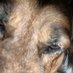 Gangsta Doggo (@remi_mmmm) Twitter profile photo Gangsta Doggo (@remi_mmmm) Twitter profile photo