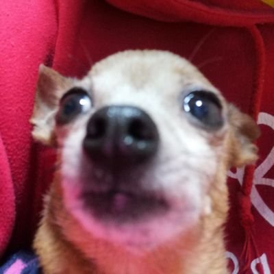 suor no trabalho, manjuba no prato - eu mm divorced mexican dad