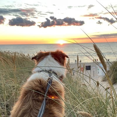 gunnysergant's profile picture. 