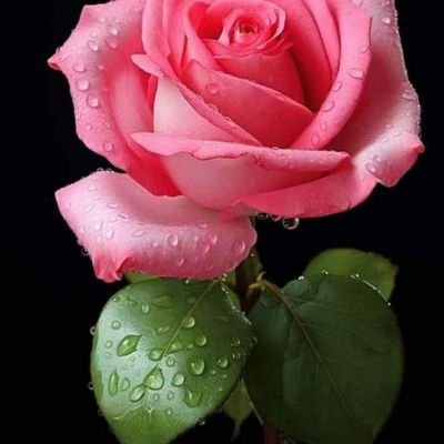 HHemla75798's profile picture. 