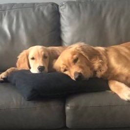 golden retriever big brother and little sister duo no political tweets born July 6th and May 6th. #tiesofbenson #bowsforbowie