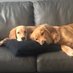 Benson & Bowie aka The Beans (@cgbosslady1) Twitter profile photo Benson & Bowie aka The Beans (@cgbosslady1) Twitter profile photo