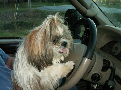 thekitty1's profile picture. I sell on Bonanza.  Come by and see what I have to offer.  There might be something that you just cannot live without.