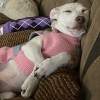 Alwaysdogs (@believeindogs1) 's Twitter Profile Photo Alwaysdogs (@believeindogs1) 's Twitter Profile Photo