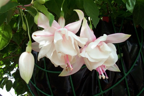 gardeningltd's profile picture. Hi, my name is Trevor. Take a look at my new website at http://t.co/Q1lU7MFVqW