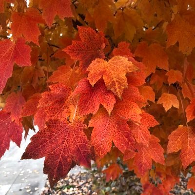 diannadavi57231's profile picture. 