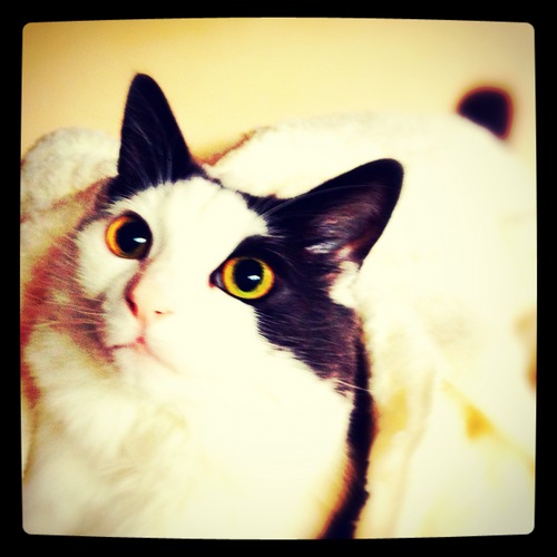 NFC22's profile picture. Only a cat can fill the cat-shaped hole in my heart.
音楽 ねこx0 プログレProgressiveRock '70  Vocaloid その他  https://t.co/McMKf7w2c9 https://t.co/0yJy0bDbWz