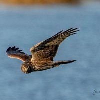 Wildlife on the Bog 🇮🇪(@WildlifeBog) 's Twitter Profile Photo