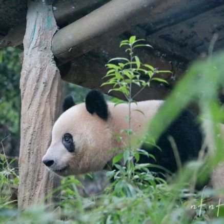 mamezo1150's profile picture. 