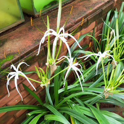 saranvinayak's profile picture. 