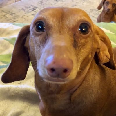 🌵🏴‍☠️🐾 ❤️😎 Dachshunds✨Grateful ✨Pro-Dog ✨Anti-Gun ✨ NO DMs 👀 This means you! 🙄 She/Her ✨