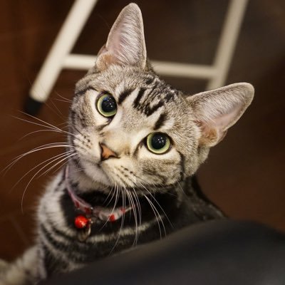 カメラ好き 下手なよこずき 猫が好き またドローンやろうかな? アルファホビー部新入部員 初めて買ったαはミノルタのフィルム時代の7700i