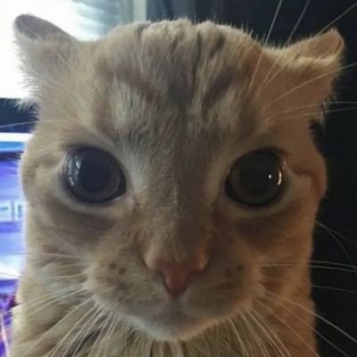 cattopril's profile picture. RPh 11.08.2023