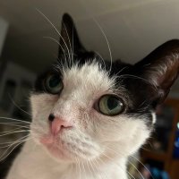 Duchess the Cat(@donnac58) 's Twitter Profile Photo