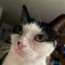 Duchess the Cat (@donnac58) Twitter profile photo