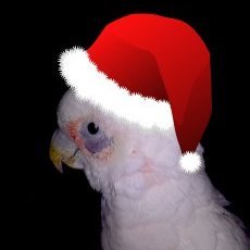 My name was Theo, but I call myself Karl. I am a Bare-Eyed cockatoo. I am Pretty Fly for a white guy! Hi Karl!