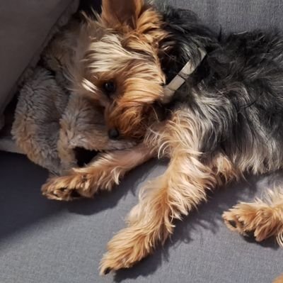 ertorro's profile picture. Ánimo y adelante