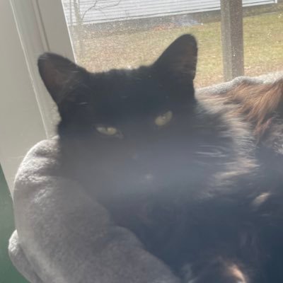 alymayre's profile picture. “Unhappy, unhealthy, unrelated” - my coworker | Agender | Aroace | He/They