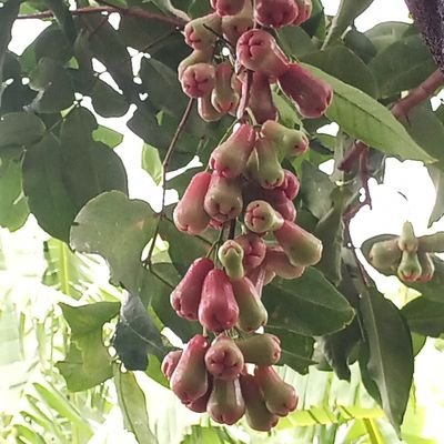 kecappedes's profile picture. (Petani, Peternak Sapi) Pedasnya (kehidupan) membuat semangat