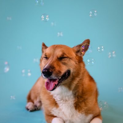 SherlockCorgi Profile Picture