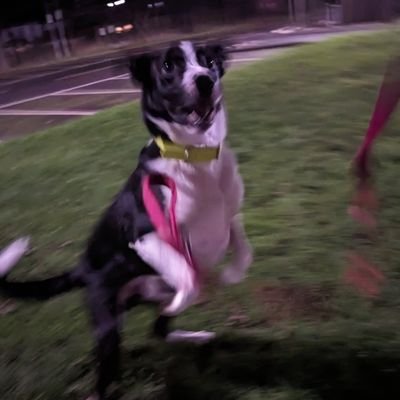 CAFCMitch's profile picture. The Mighty CAFC, Freddie the dog, Bills and Rhinos, the joy of books and the desperate hope of retirement from social work 🤩