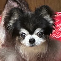 らんぐれんちゃん(@junkopia) 's Twitter Profile Photo