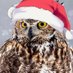 🌲🦉BomBom🦉🌲 (@bombom666666) Twitter profile photo 🌲🦉BomBom🦉🌲 (@bombom666666) Twitter profile photo
